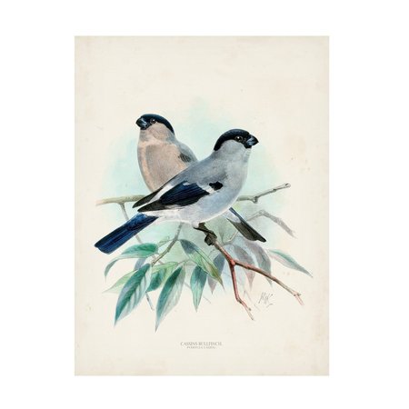 TRADEMARK FINE ART Unknown 'Antique Birds VIII' Canvas Art, 18x24 WAG17913-C1824GG